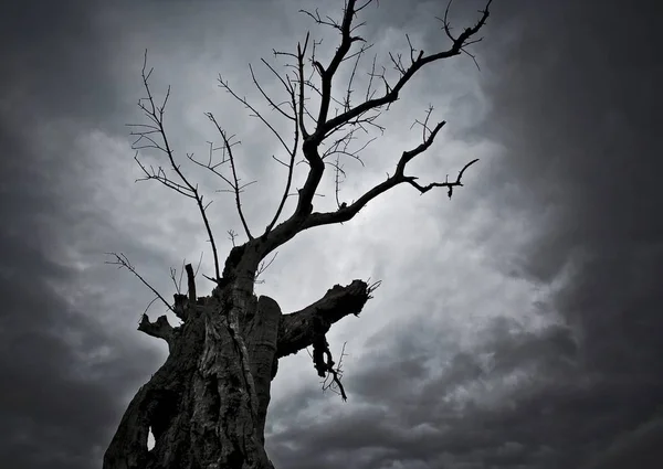 Zimní Strom Noční Obloha — Stock fotografie