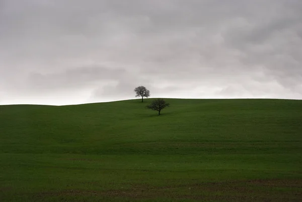 Paisaje Toscana Con Árboles Invierno Italia — Foto de Stock