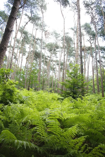 Fougère Verte Flore Feuilles Plantes Forestières — Photo