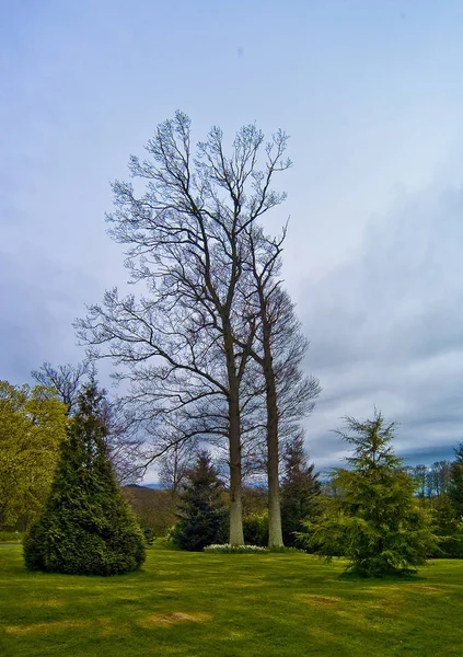 Prywatny Ogród Ladykirk Hrabstwo Berwick Granice Szkocji — Zdjęcie stockowe