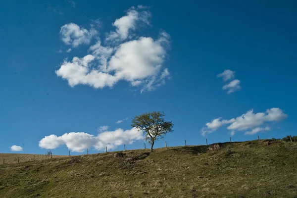 Albero Sotto Cielo Blu Nuvoloso Ladykirk Contea Berwick Scottish Borders — Foto Stock
