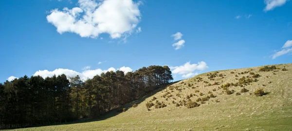 Skogsmark Molnig Blå Himmel Ladykirk Berwick Län Skottlands Gräns — Stockfoto