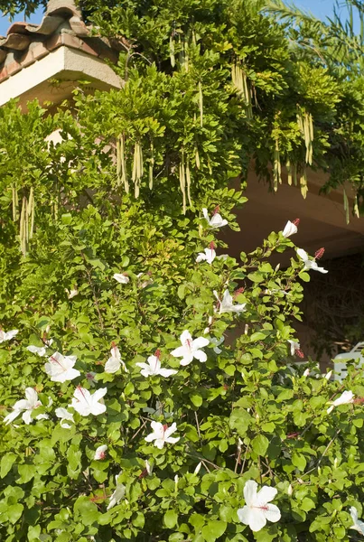 Квітучі Рослини Ванільні Капсули Вілласіміусі Сардинія Італія — стокове фото