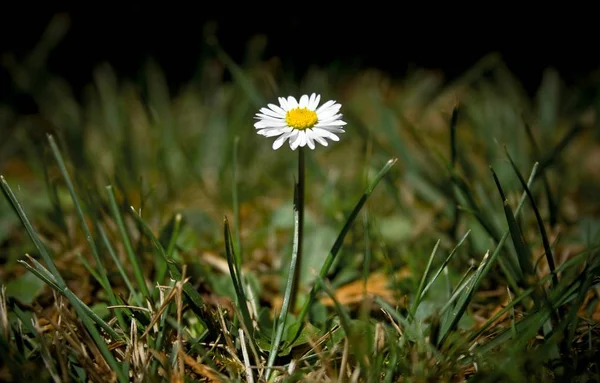 Margarida Plena Flor — Fotografia de Stock