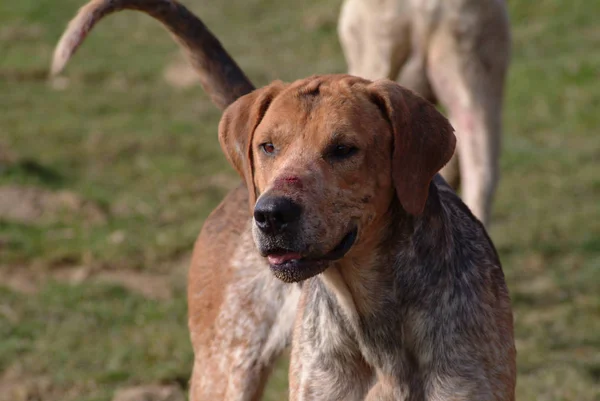 Retrato Lindo Perro — Foto de Stock