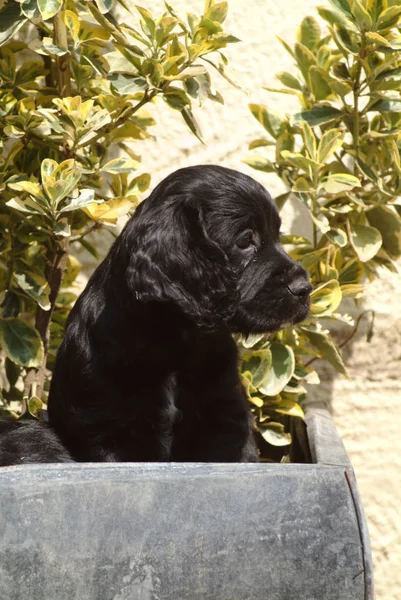 Ritratto Cane Carino — Foto Stock