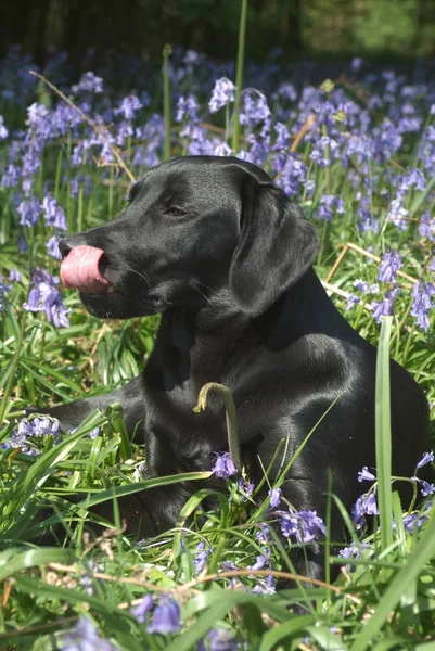 Zwarte Labrador Hond Huisdier — Stockfoto