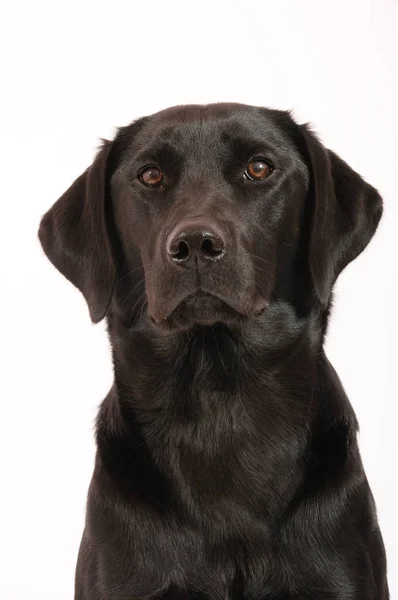 Perro Labrador Negro Animal Compañía —  Fotos de Stock