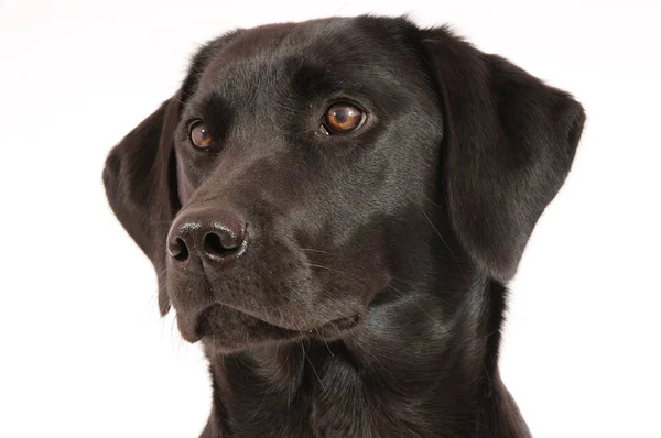 Perro Labrador Negro Animal Compañía —  Fotos de Stock
