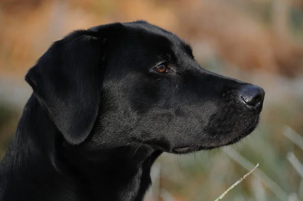 Schwarzer Labrador Hund Haustier — Stockfoto