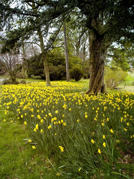 Public Park Ladykirk County Berwick Scottish Borders — Stock Photo, Image