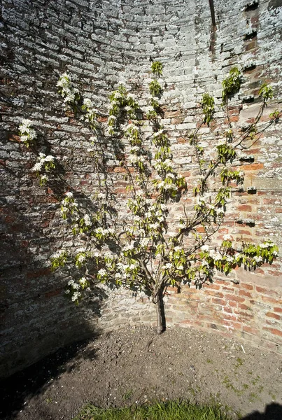 Poirier Dans Jardin Privé Ladykirk Comté Berwick Scottish Borders — Photo