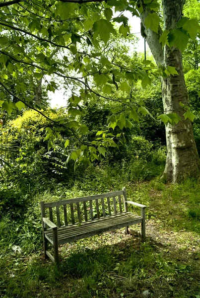 Park Bench Tree Primrose Hill London — Stock Photo, Image