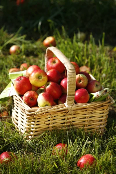 Яблоки Корзине — стоковое фото