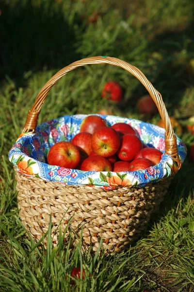 Jabłka Koszyku — Zdjęcie stockowe