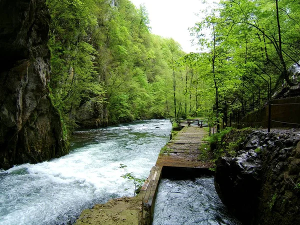 Rivière Qui Coule Travers Forêt Verte — Photo
