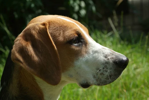 Portret Van Een Schattige Hond — Stockfoto