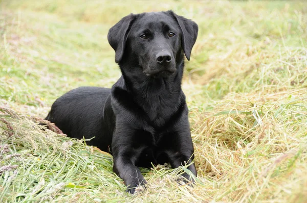黑色拉布拉多犬 宠物动物 — 图库照片