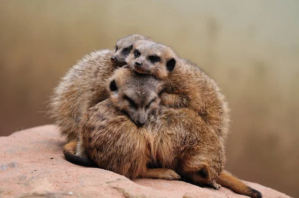 Mazzo Meerkats — Foto Stock