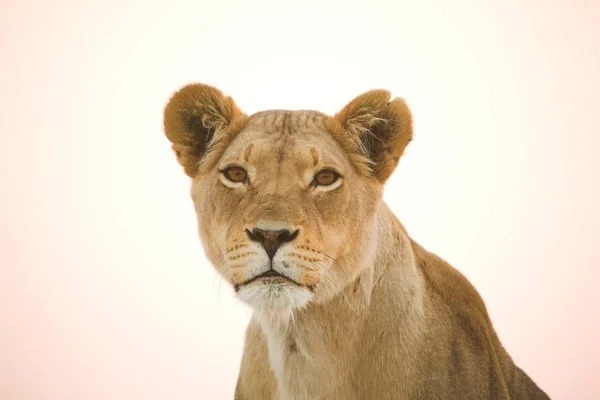 Porträt Einer Löwin — Stockfoto