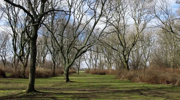 Frühlingsszene Einem Park — Stockfoto