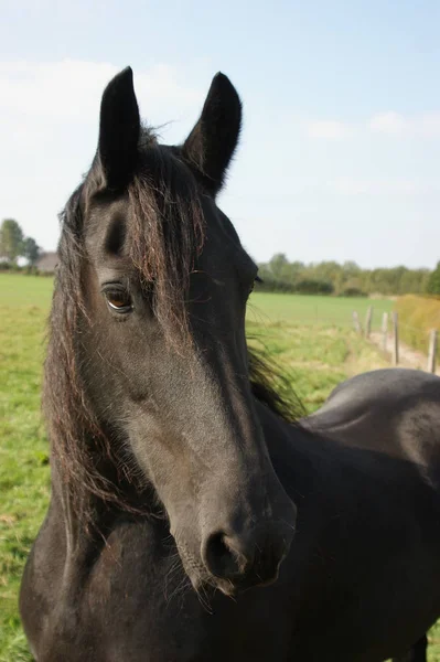 Bonito Cavalo Selvagem Natureza — Fotografia de Stock