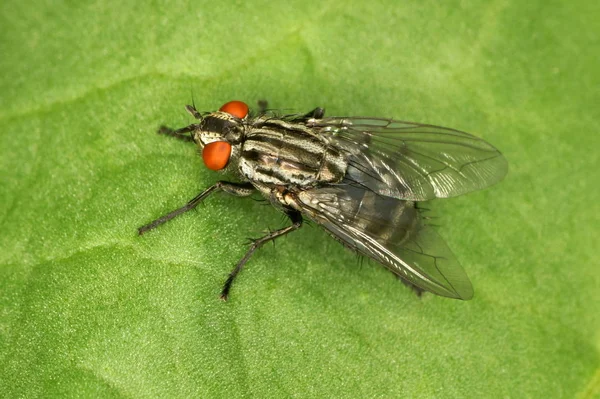 Close Van Een Insect Wilde Natuur — Stockfoto