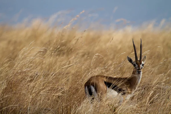 Копытное Животное Природе Savannah Gazelle — стоковое фото