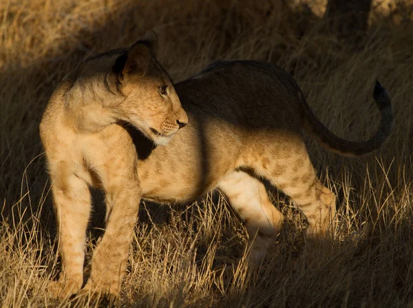 León Joven Reserva Samburu —  Fotos de Stock