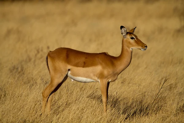 Impala Samburu Reserve — Stockfoto