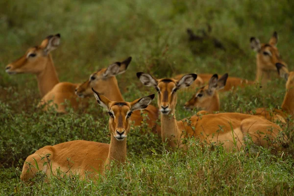 Grupa Impala Nad Jeziorem Nakuru — Zdjęcie stockowe