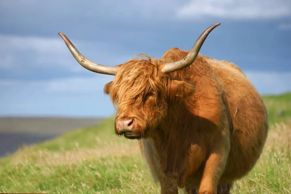 Domestic Cattle Pasture — Stock Photo, Image