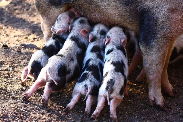 Close Young Piglet Suckling — Stock Photo, Image