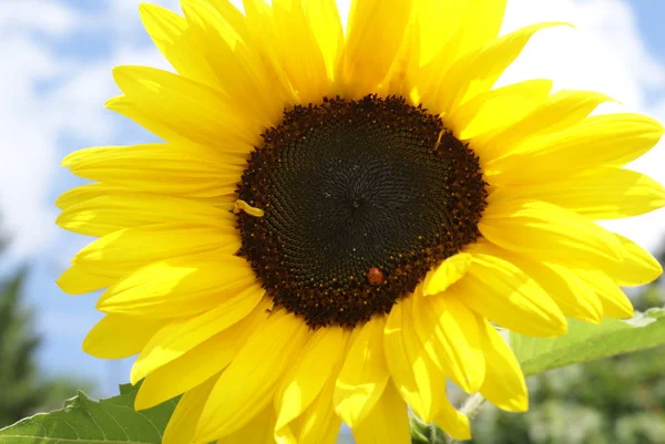 Tournesol Vue Rapprochée — Photo