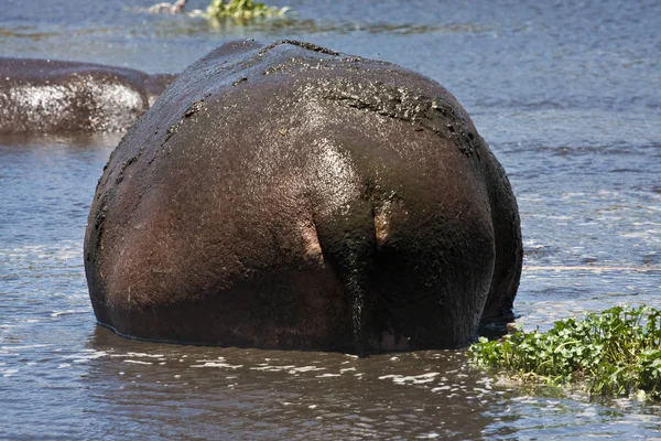 Hippopotamus Zoogdier Nijlpaard — Stockfoto