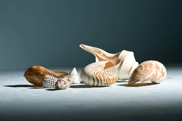Mořské Mušle Mušle — Stock fotografie