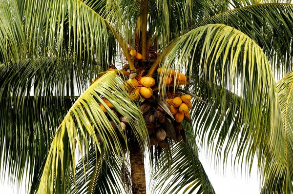 Palm Bakgrund Kopiera Utrymme — Stockfoto