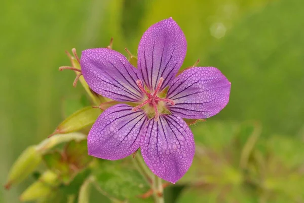 Krásné Kvetoucí Květiny Příroda Pozadí — Stock fotografie