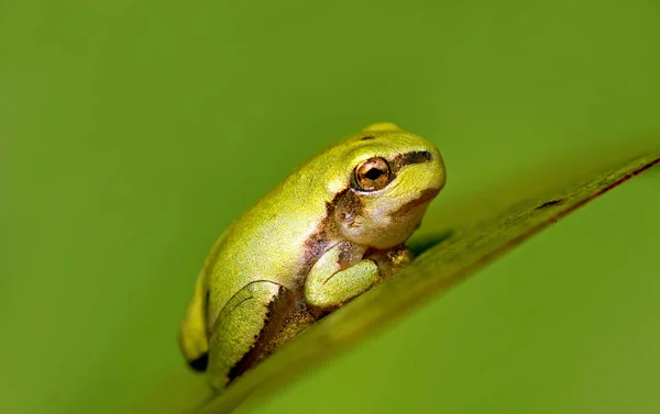 Tropická Žába Obojživelné Zvíře — Stock fotografie