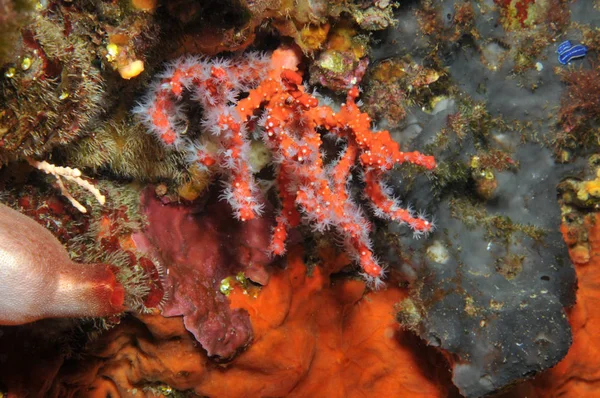Coral Noble Mediterráneo —  Fotos de Stock