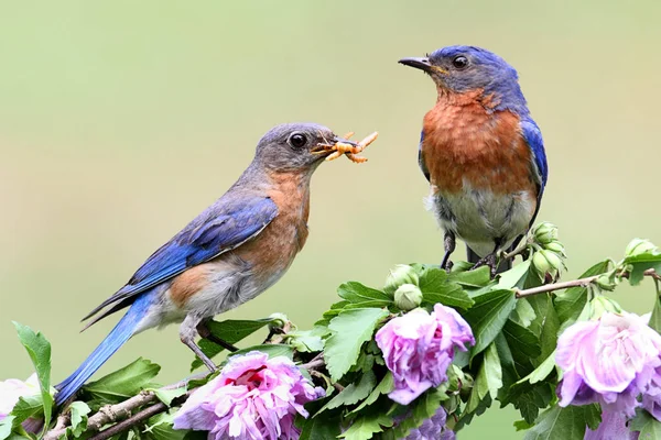 Eastern Bluebird Habitat Wildness Concept — Stock Photo, Image