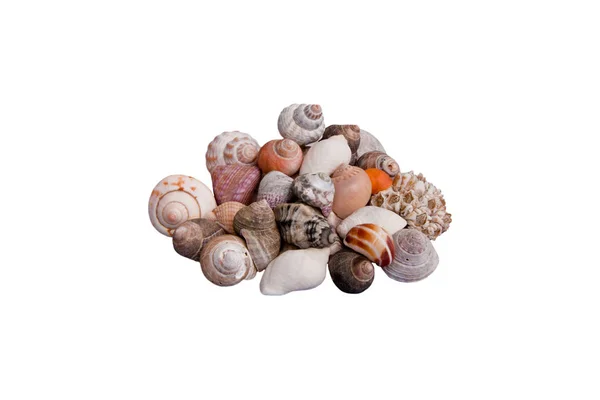 Marine Seashells Sea Shell — Stock Photo, Image