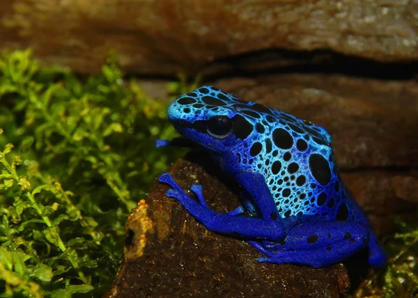 Sapo Dardo Veneno Azul — Fotografia de Stock