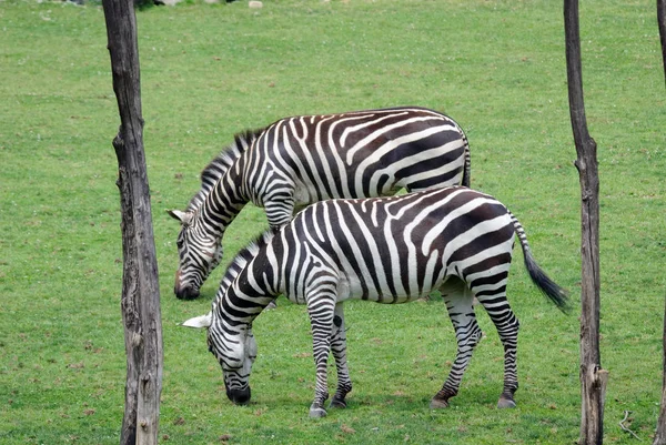 Preto Branco Listrado Zebra Animal Mamífero — Fotografia de Stock