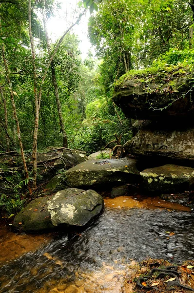 Природа Тропічних Лісів Листя Зелених Дерев — стокове фото
