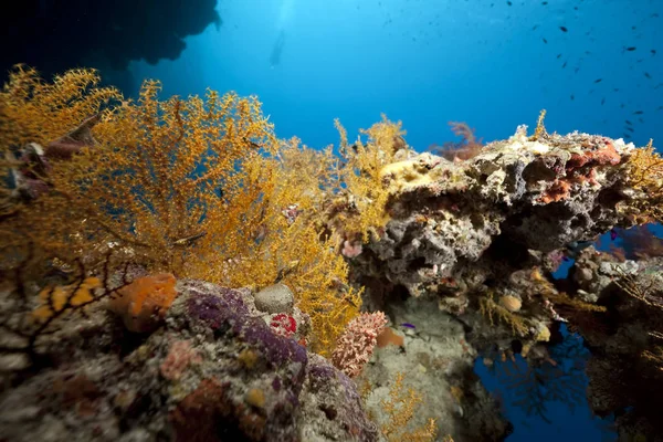 Kék Óceán Víz Alatt Korall Hal — Stock Fotó