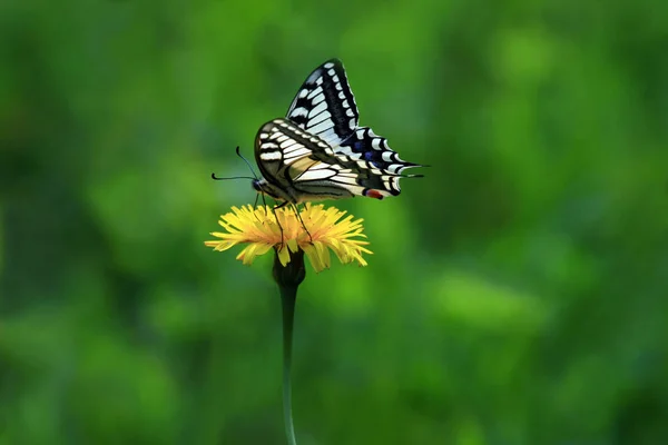 Nahaufnahme Von Wanzen Der Wilden Natur — Stockfoto