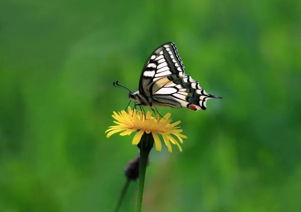 Primo Piano Bug Natura Selvaggia — Foto Stock