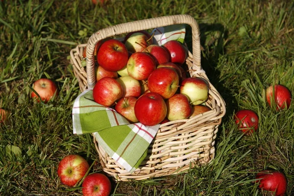 Apples Basket Stock Picture