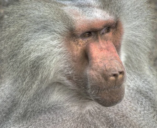 Primer Plano Los Animales Zoológico — Foto de Stock